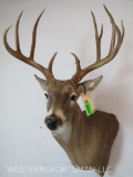 NICE WHITETAIL SH MT TAXIDERMY