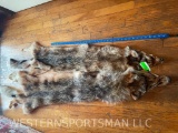 Two, Beautiful NEW, Soft tanned Coyote, furs (2x$) TAXIDERMY