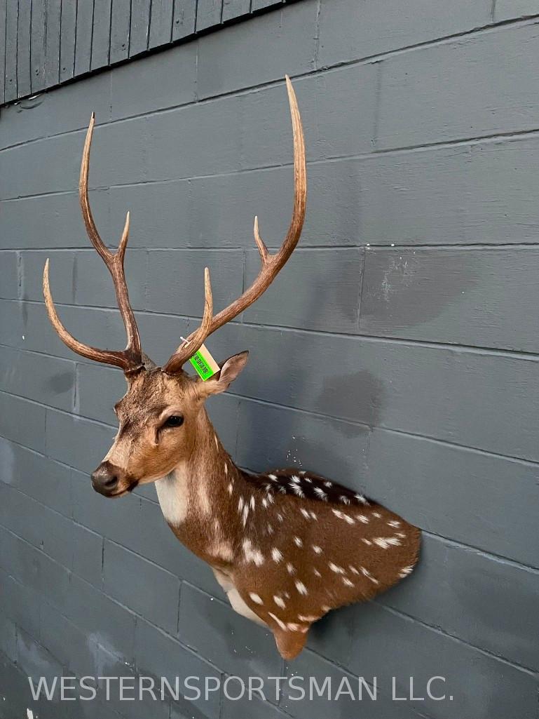 BEAUTIFUL, New, Axis Deer, wall pedestal shoulder Proxibid