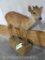 LIFESIZE RED DUIKER TAXIDERMY