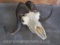 AWESOME MUSK OX SKULL TAXIDERMY