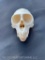 Very Nice Vervet Monkey Skull, - all teeth.. about 4 inches long x 2 1/2 inches wide.. Oddity Taxide