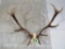 RED STAG RACK ON SKULL PLATE TAXIDERMY