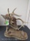 WHITETAIL PED W/REPRODUCTION HORNY TOAD TAXIDERMY