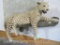 AMAZING LIFESIZE SAVANNAH LEOPARD TAXIDERMY *TX RES ONLY*