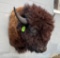 Large American Bison or Buffalo Shoulder mount, NEW Taxidermy
