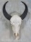 WATER BUFFALO SKULL TAXIDERMY