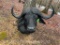 A Monster Cape Buffalo- 43 1/2 inches WIDE, horns, a low profile shoulder mount