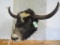 YAK SH MT TAXIDERMY