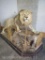 LIFESIZE AFRICAN LION ON BASE *TX RES ONLY* TAXIDERMY