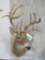 XL NON TYPICAL WHITETAIL SH MT TAXIDERMY
