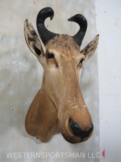 Lichtenstein's Hartebeest Sh Mt TAXIDERMY