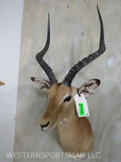 Impala Sh Mt TAXIDERMY