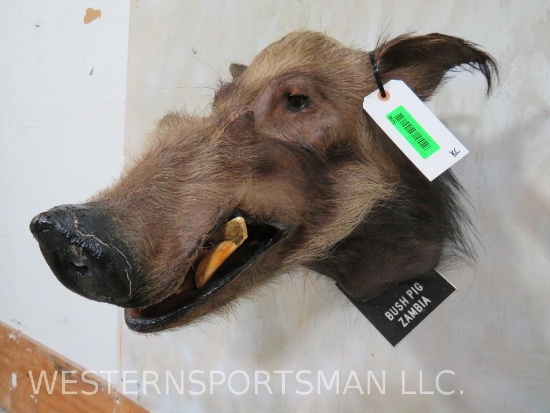 Bush Pig Sh Mt TAXIDERMY