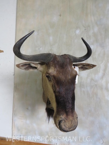 Wildebeest Sh Mt TAXIDERMY