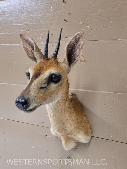 Duiker Sh Mt TAXIDERMY