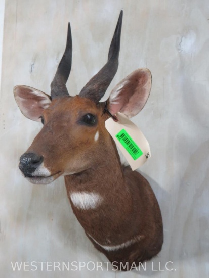 Bushbuck Sh Mt TAXIDERMY