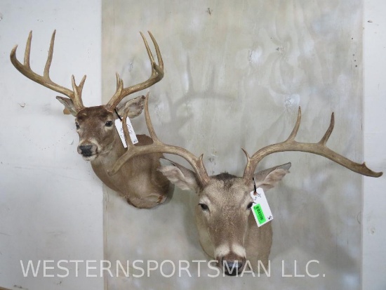 2 Whitetail SH Mts (2x$) TAXIDERMY