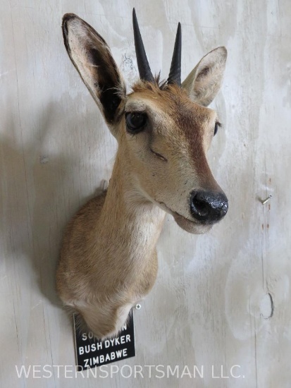 SOUTHERN BUSH DUIKER SH MT TAXIDERMY