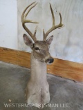 Whitetail Table Mt TAXIDERMY