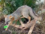 A Beautiful Grey Fox Life-size mount, on a limb, to hang from the wall