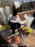 Cute little Baby Skunk on Habitat base, with a BIG Bee