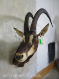 Sable Sh Mt TAXIDERMY