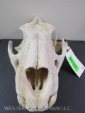 LION SKULL ALL TEETH *TX RES ONLY* TAXIDERMY
