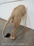 AFRICAN LION BUTT *TX RES ONLY* TAXIDERMY