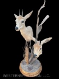 Beautiful, Bush Duiker, & Steenbok, Sho. Pedestal mounts