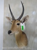 Reedbuck Sh Mt TAXIDERMY