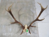 RED STAG RACK ON SKULL PLATE TAXIDERMY