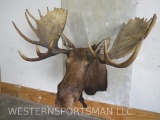 Moose Sh Mt TAXIDERMY