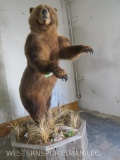 HUGE LIFESIZE BROWN BEAR ON BASE TAXIDERMY