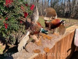 Pair of Fighting Rooster Ring neck Pheasants, on natural base