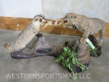 LIFESIZE BADGER AND BOBCAT FIGHTING OVER ANIMAL TAXIDERMY