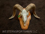 Texas Dall Sheep Skull on wood display, nice blond horns! taxidermy