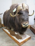 LIFESIZE MUSK OX TAXIDERMY