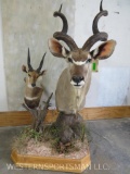 KUDU & BUSHBUCK PED MT TAXIDERMY