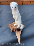 Beautiful Snow White Ermine or Weasel 