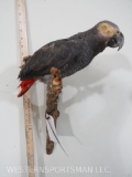 AFRICAN GREY PARROT TAXIDERMY ODDITIES