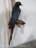 LONG-TAILED GLOSSY STARLING TAXIDERMY ODDITIES