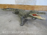 LIFESIZE CROCODILE *TX RES ONLY* TAXIDERMY