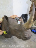REALLY NICE RHINO SH MT W/REAL HORNS *TX RES ONLY* TAXIDERMY