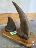 REAL RHINO HORN DISPLAY *TX RES ONLY*