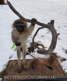 Cool, looking Vervet Monkey, Life-size mount, on a natural base, Great Taxidermy
