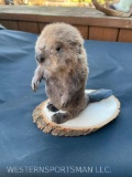Cute, Baby Beaver, New Taxidermy mount on wood base... 8 x 5 and 8 inches tall.