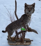 Awesome Spotted TEXAS Bobcat, life-size, NEW, Taxidermy mount on Habitat base