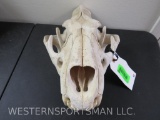 NICE LION SKULL *TX RES ONLY* TAXIDERMY