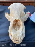 MONSTER Size. B&C Alaskan Brown Bear Skull 17 4/8 inches x 10 inches = 27 4/8 !! Oddity/Collector Ta